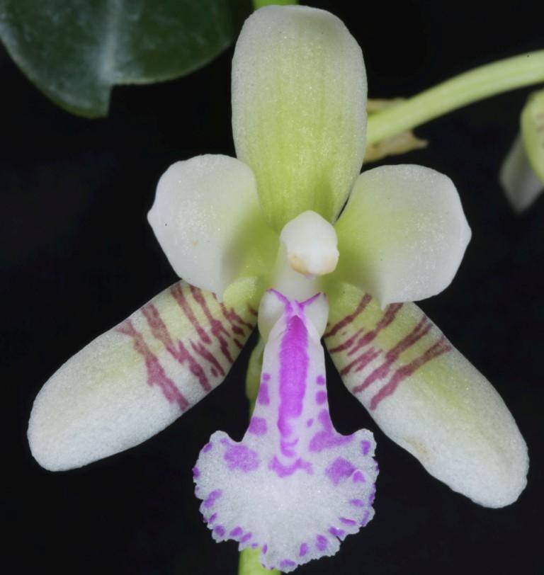 Phalaenopsis japonica