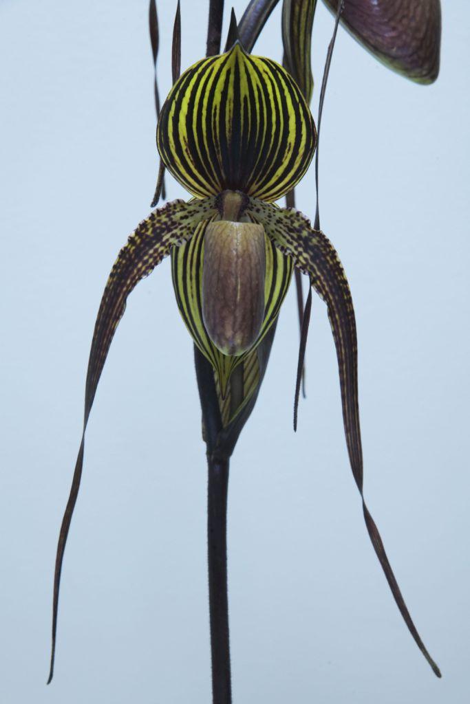 Paph Johanna Burkhardt