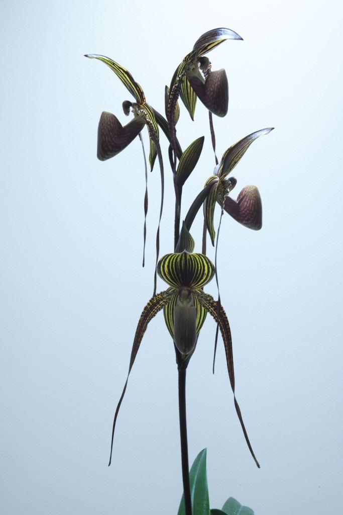 Paphiopedilum Johanna Burkhardt - photo 2