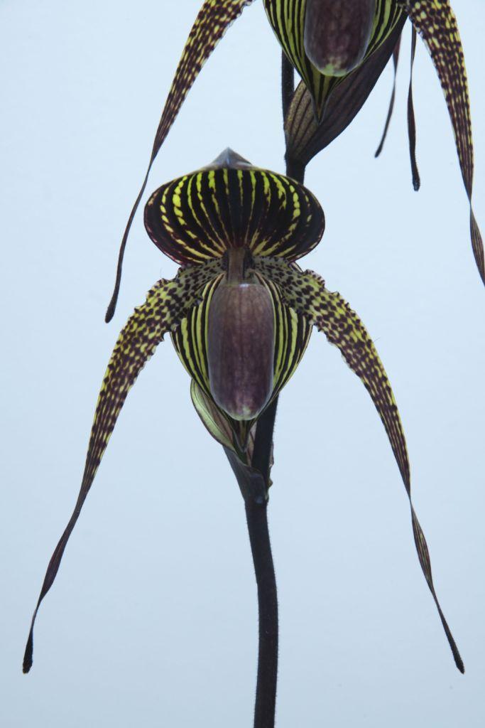 Paph Johanna Burkhardt