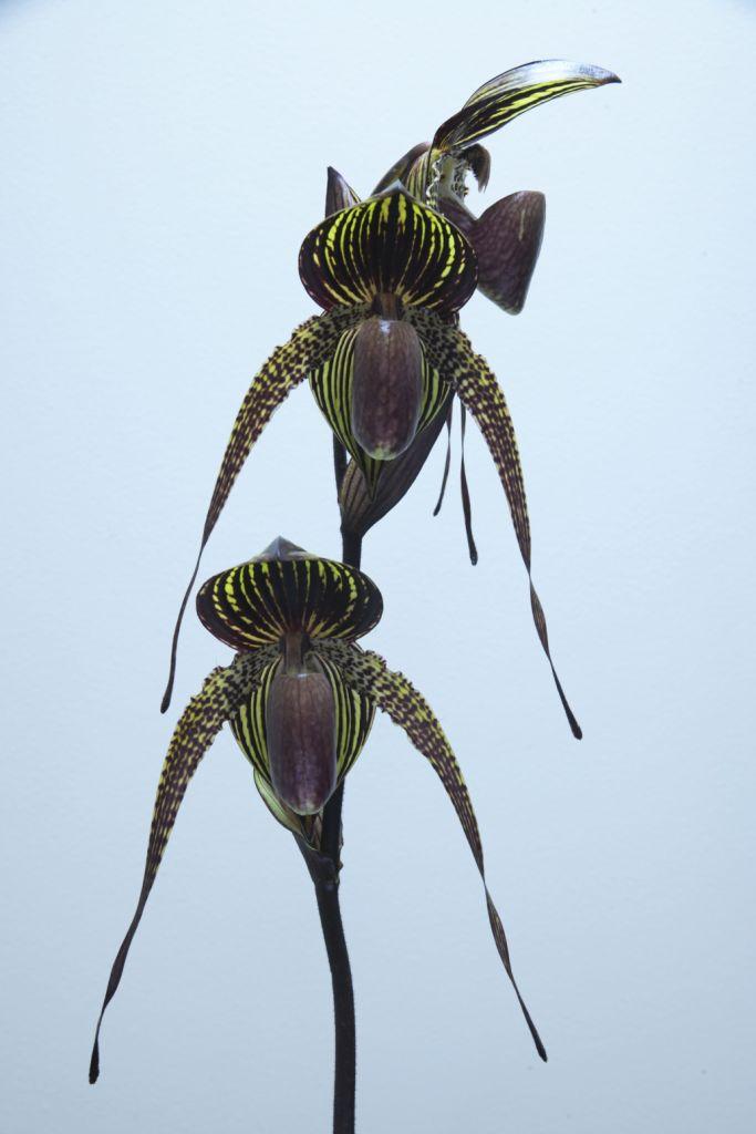 Paphiopedilum Johanna Burkhardt - photo 2