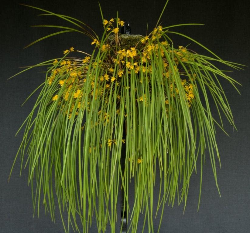 Octomeria juncifolia