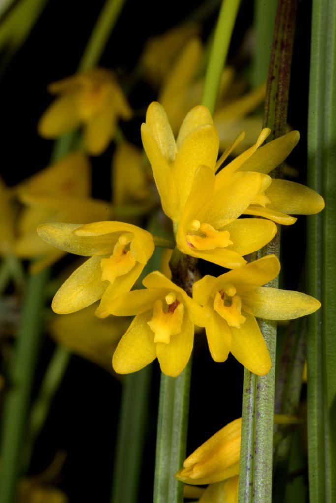 Octomeria juncifolia - photo 2