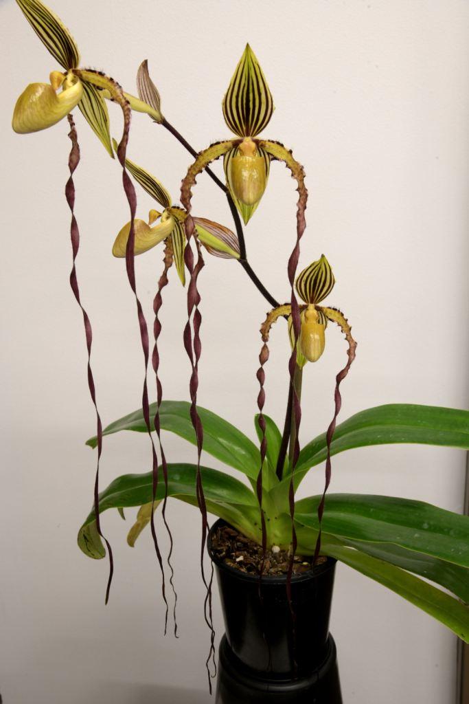 Paph Michael Koopowitz