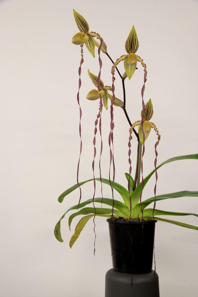 Paphiopedilum Michael Koopowitz - photo 2
