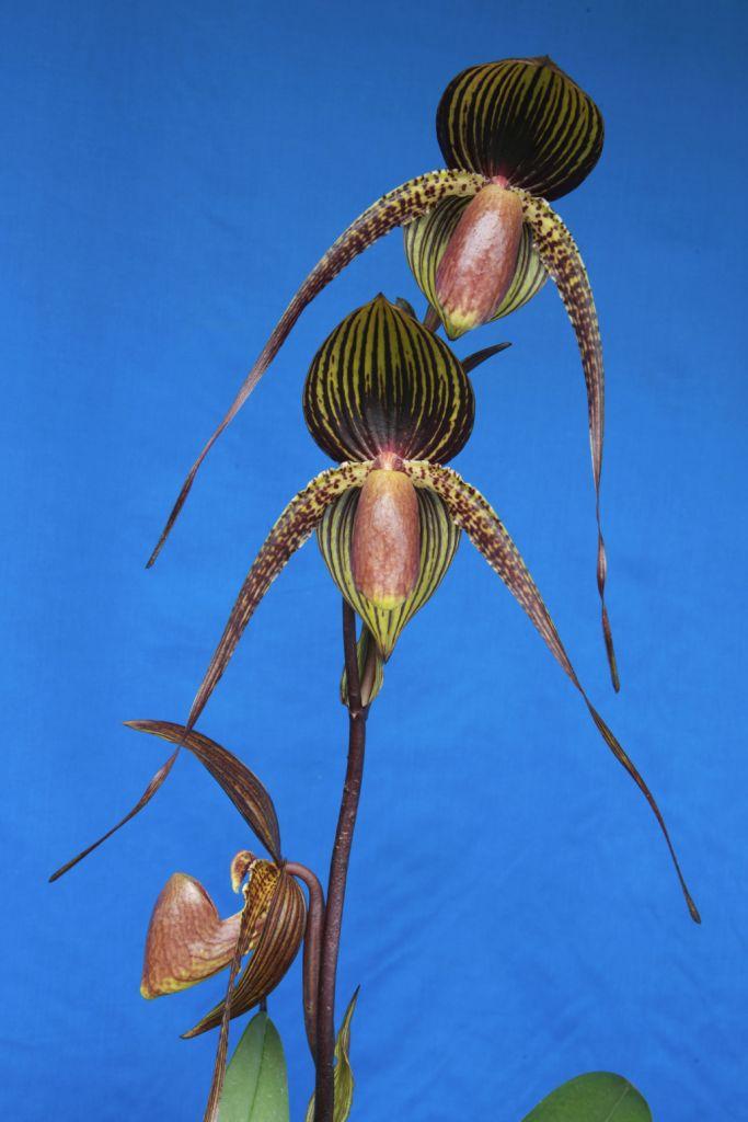 Paph Johanna Burkhardt