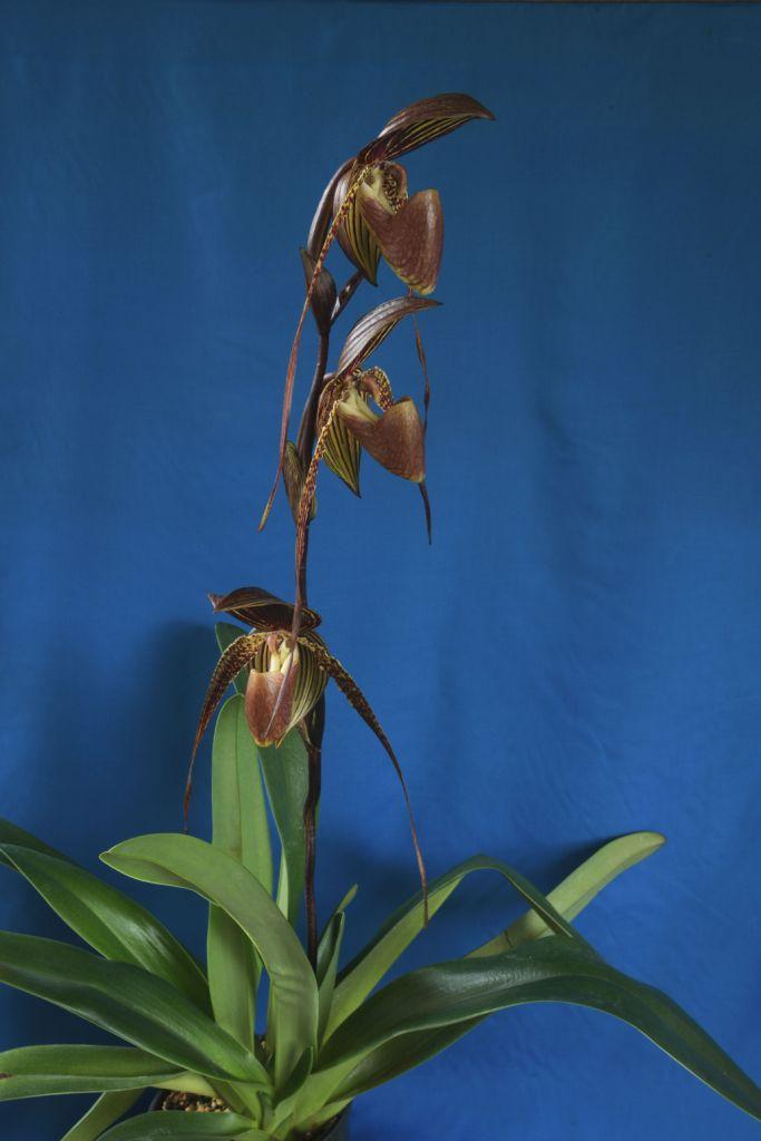 Paphiopedilum Johanna Burkhardt - photo 2