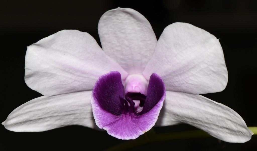 Dendrobium williamsianum