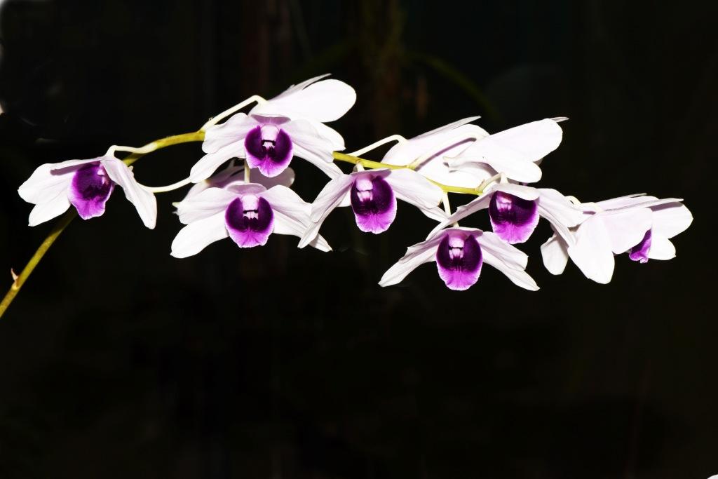 Dendrobium williamsianum - photo 2
