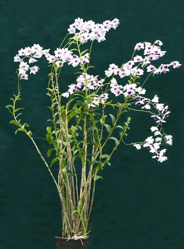 Dendrobium williamsianum