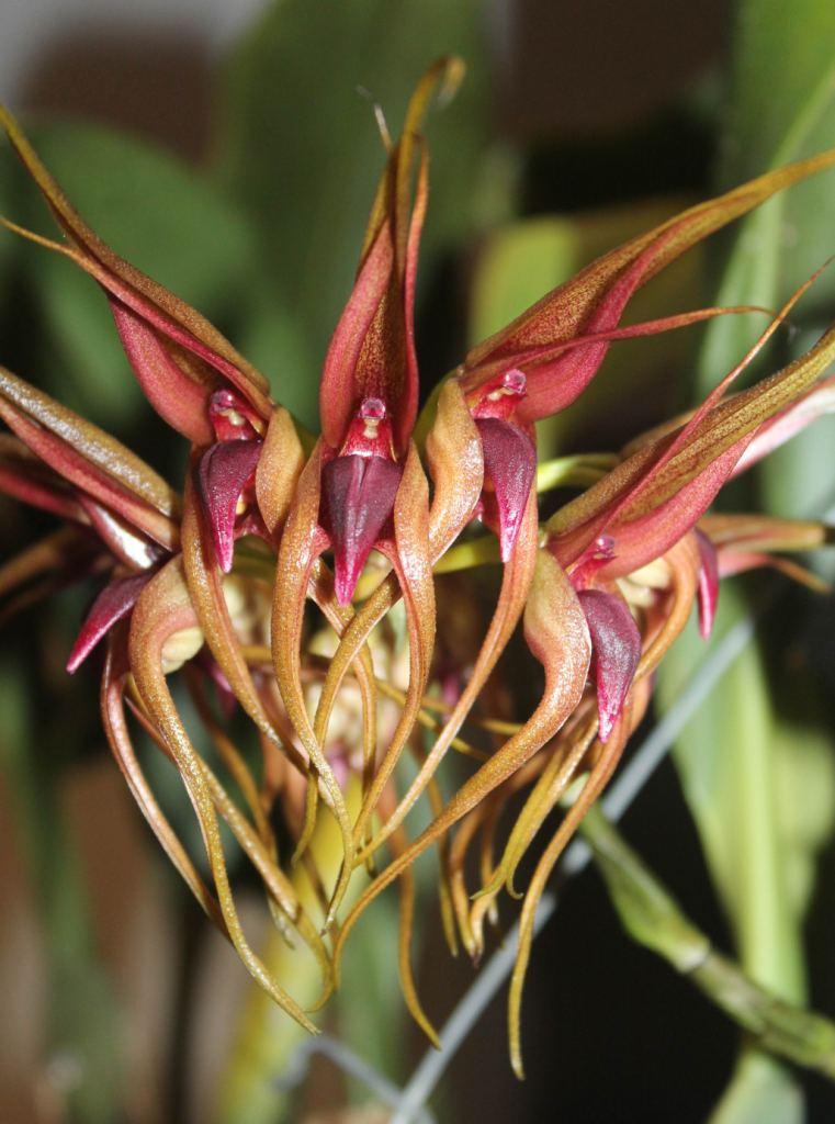 Bulbophyllum pahudii