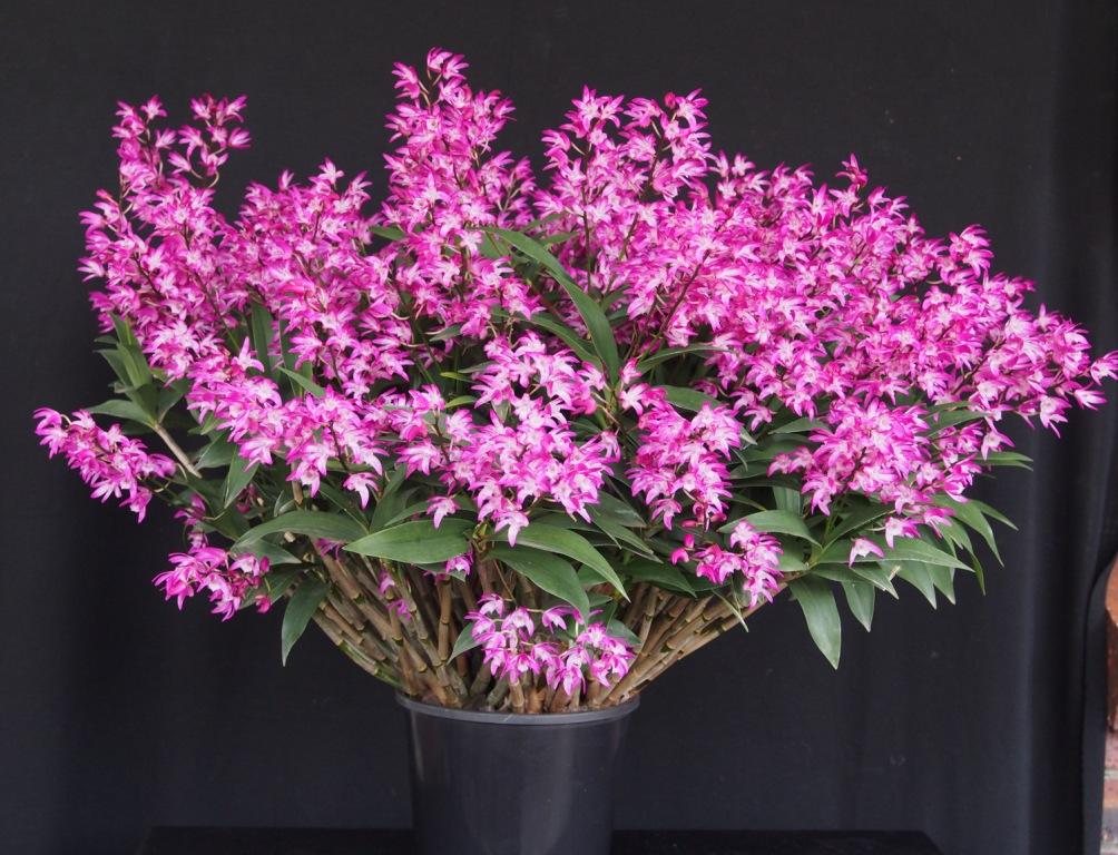 Den Ella Victoria Leaney