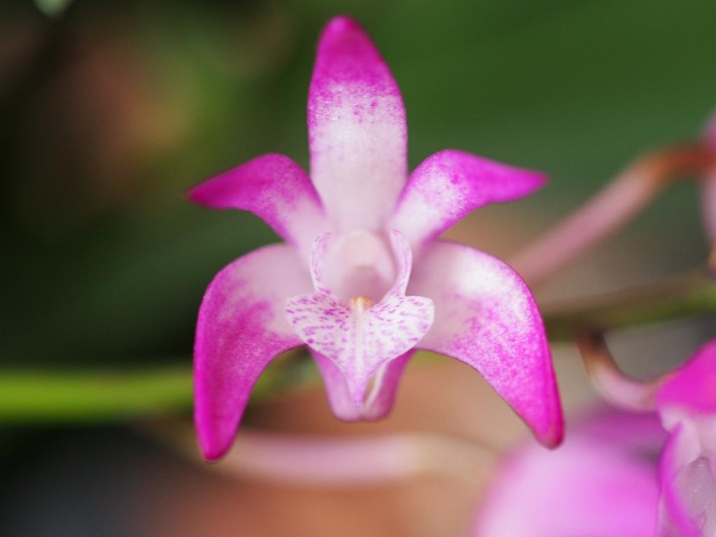 Dendrobium Ella Victoria Leaney - photo 2