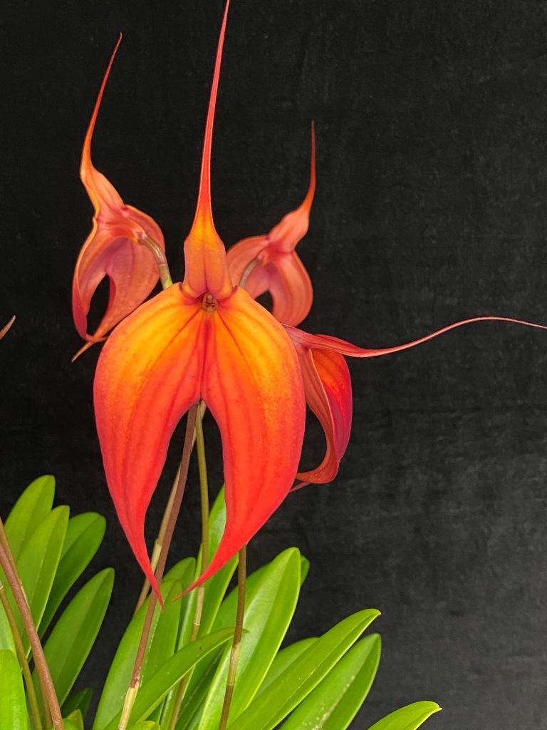Masdevallia Falcata - photo 2