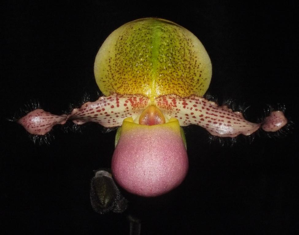 Paphiopedilum moquetteanum