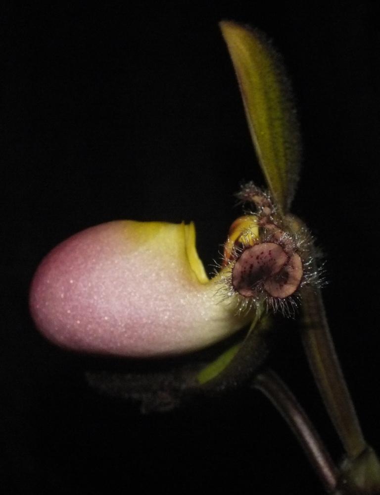 Paphiopedilum moquetteanum - photo 2