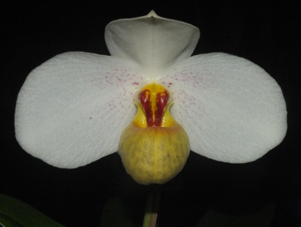 Paphiopedilum emersonii