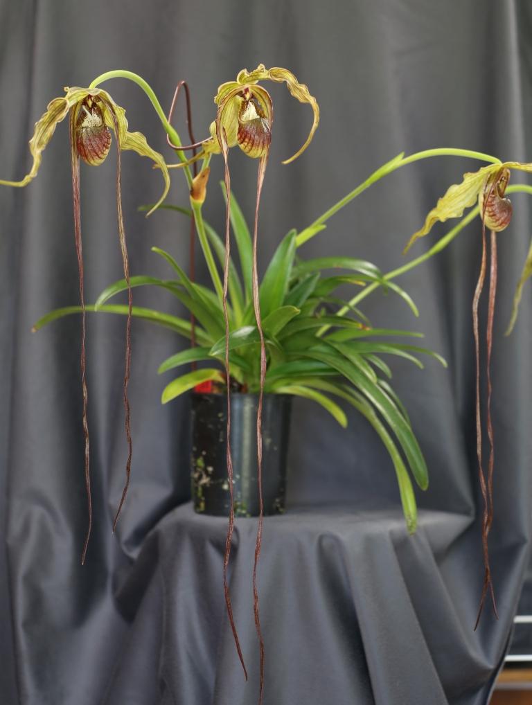 Phragmipedium humboldtii