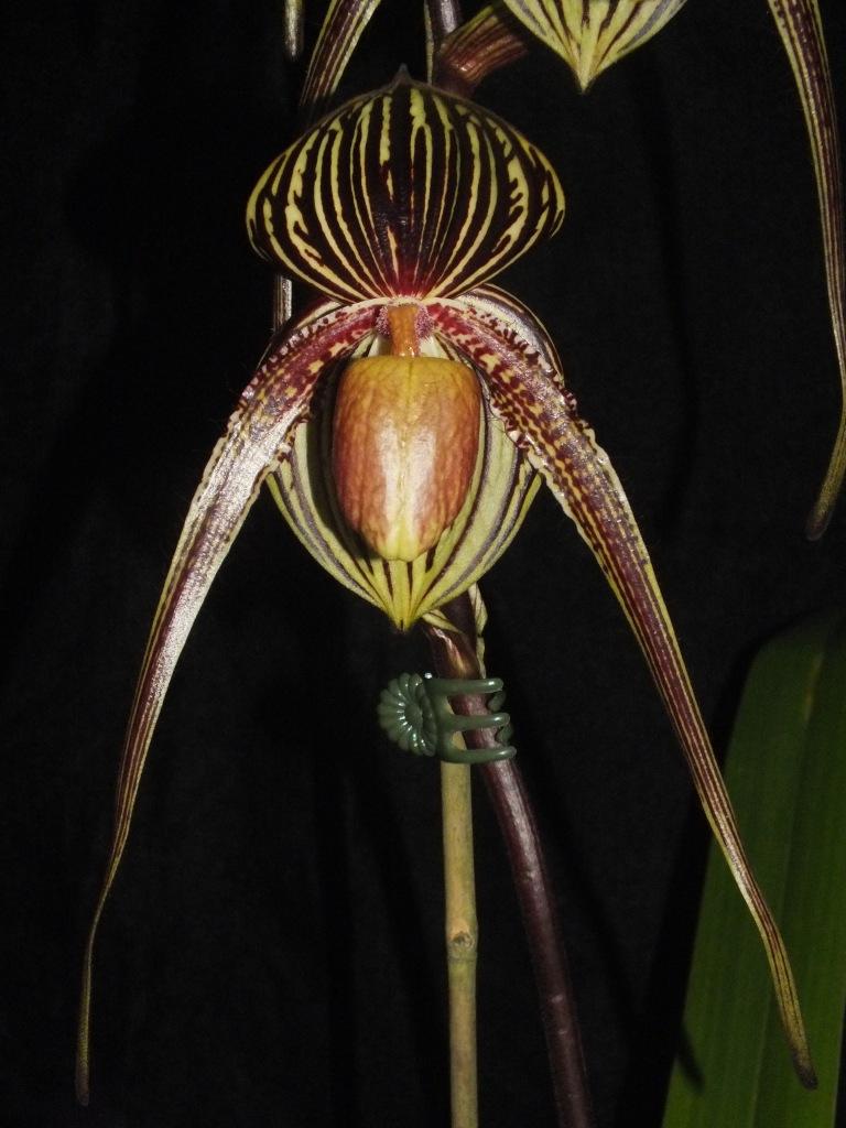 Paph Melissa Ho