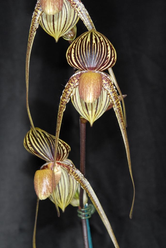 Paph Melissa Ho