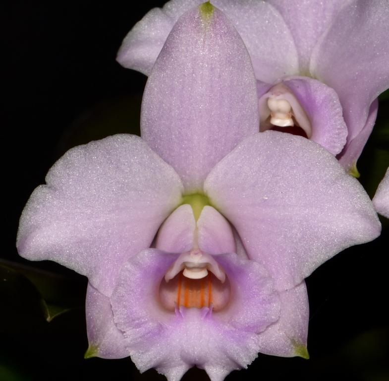 Cattleya alaorii