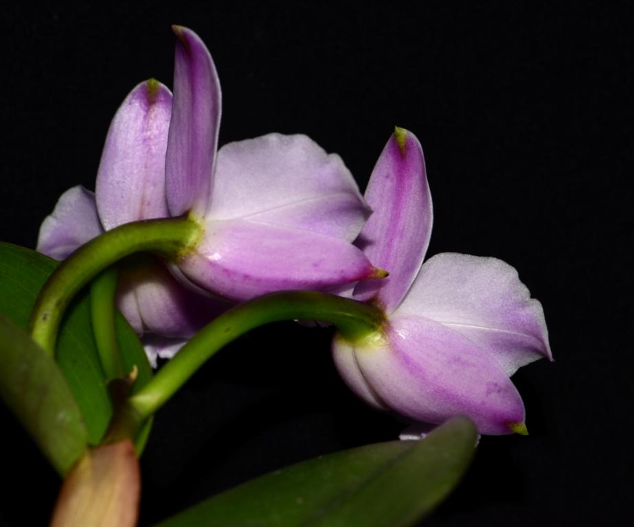 Cattleya alaorii - photo 2