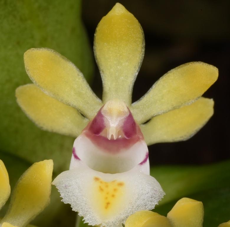 Gastrochilus japonicus