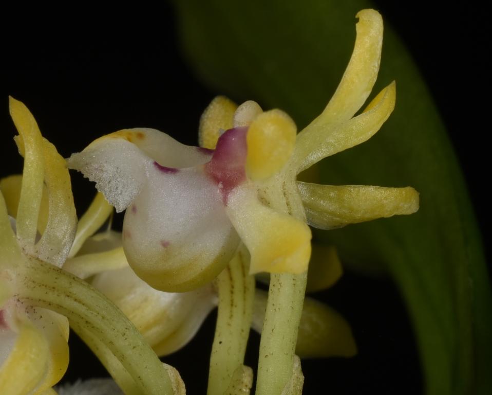 Gastrochilus japonicus - photo 2