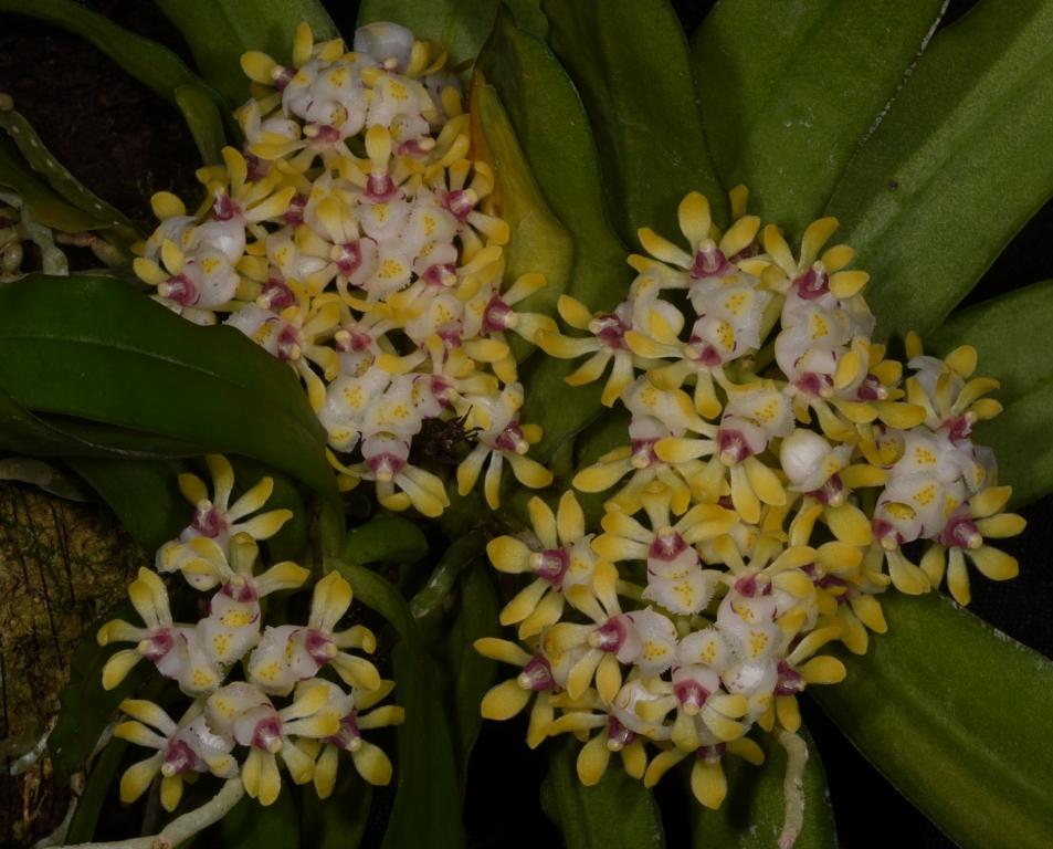 Gastrochilus japonicus
