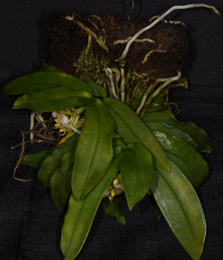 Gastrochilus japonicus - photo 2