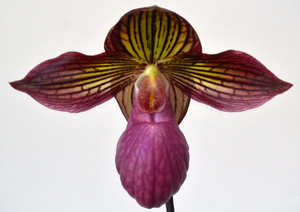 Paph Gloria Naugle