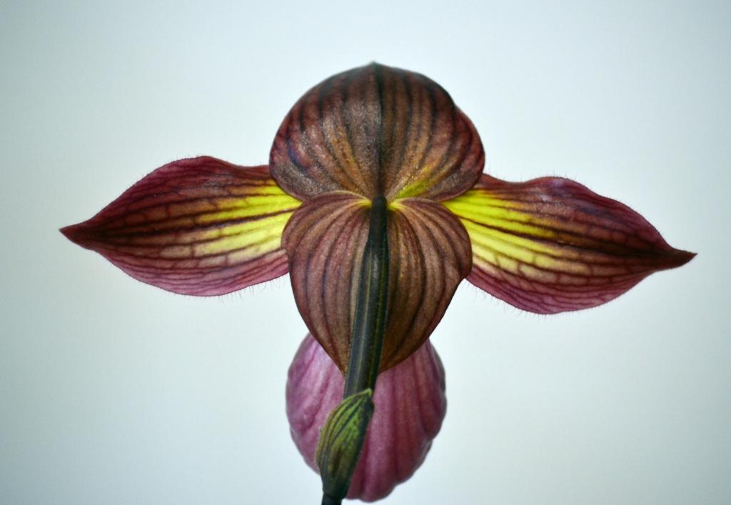 Paphiopedilum Gloria Naugle - photo 2