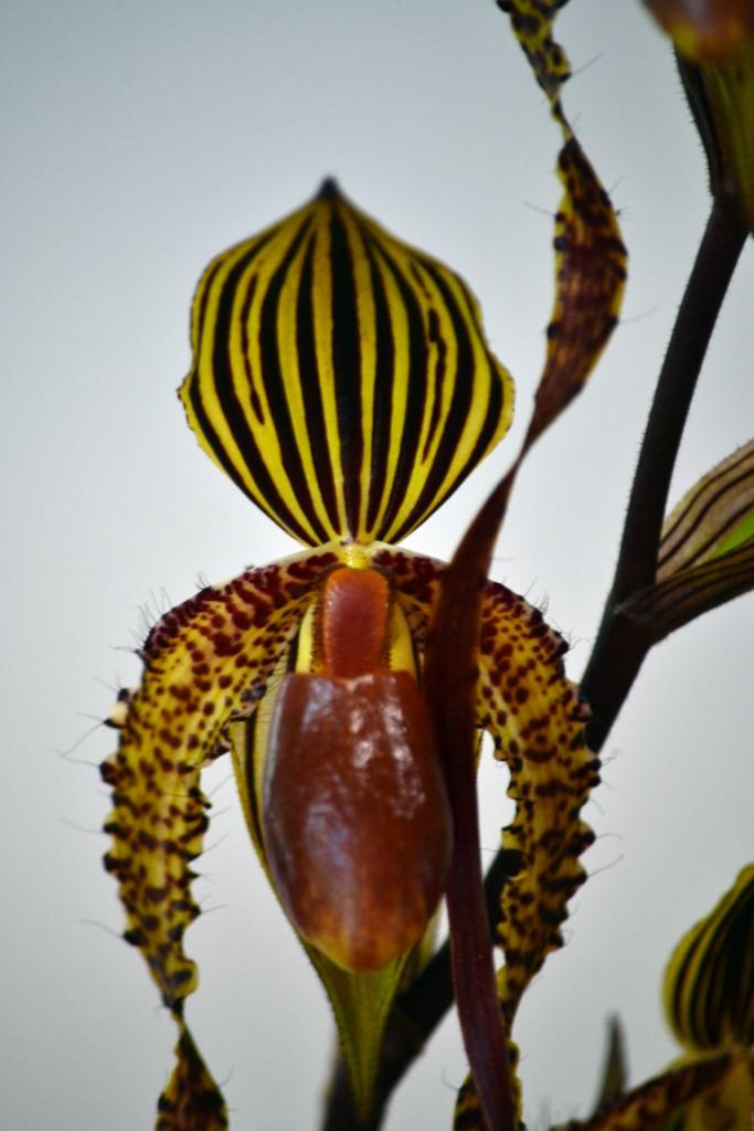 Paph Gorgan