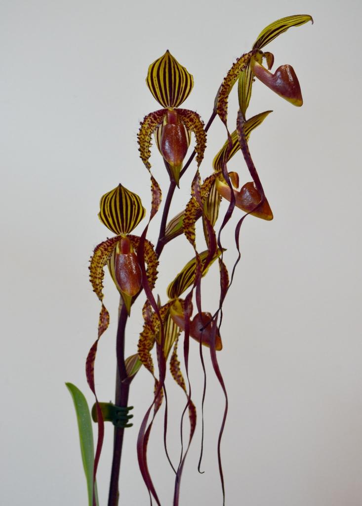 Paphiopedilum Gorgan - photo 2