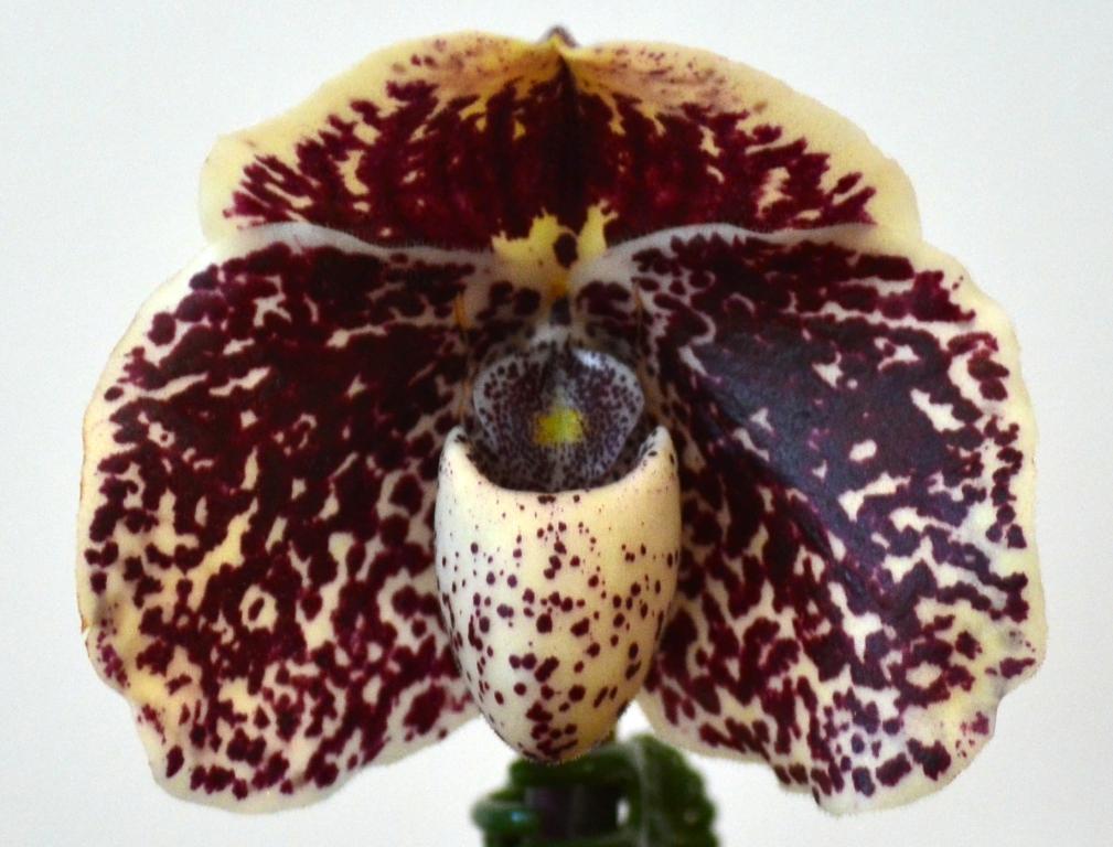 Paph S. Gratrix