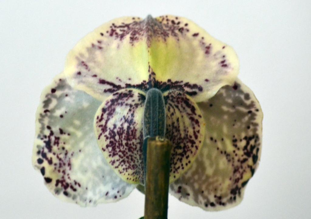 Paphiopedilum S. Gratrix - photo 2