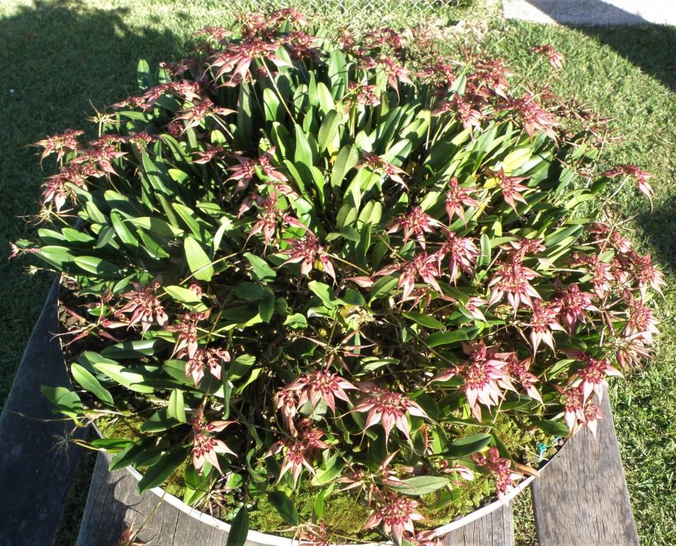 Bulbophyllum rothschildianum