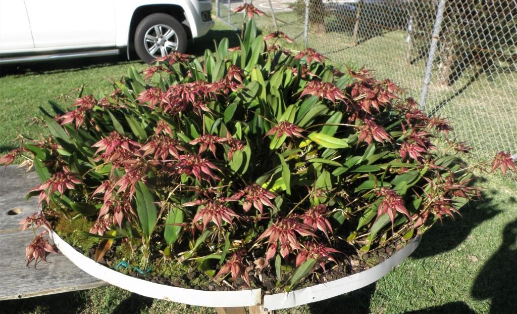 Bulbophyllum rothschildianum - photo 2