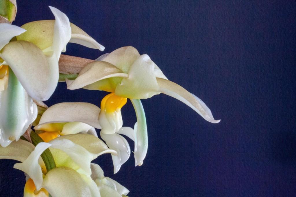 Stanhopea ruckeri - photo 2