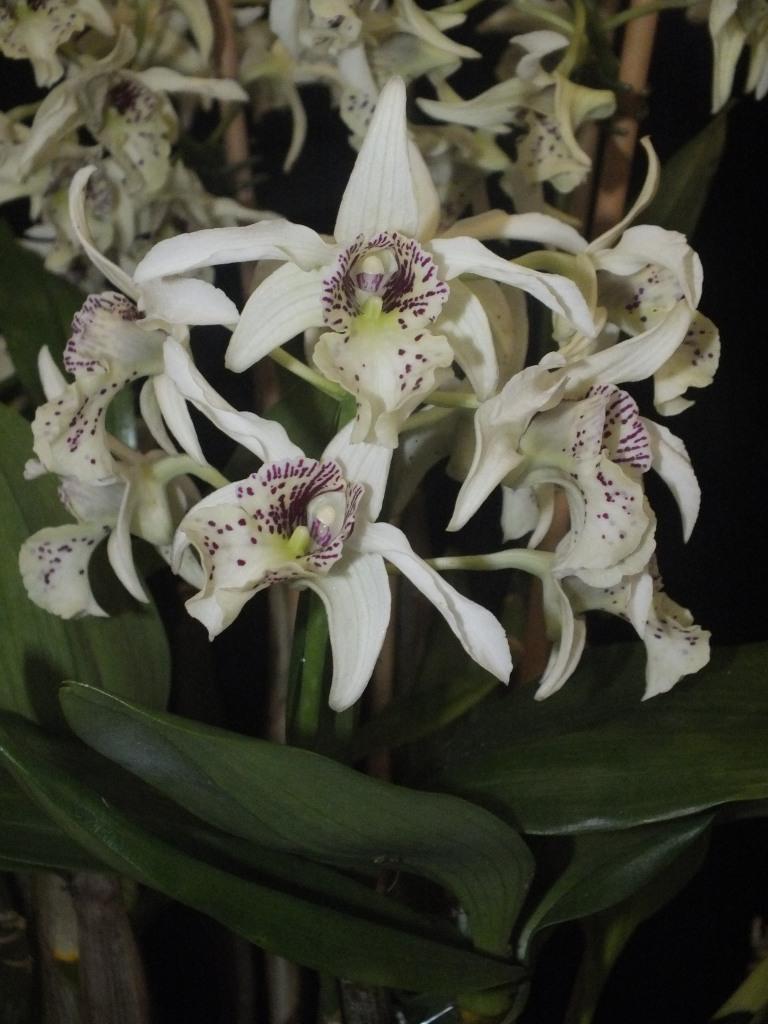 Dendrobium Nancy Fairfax - photo 2
