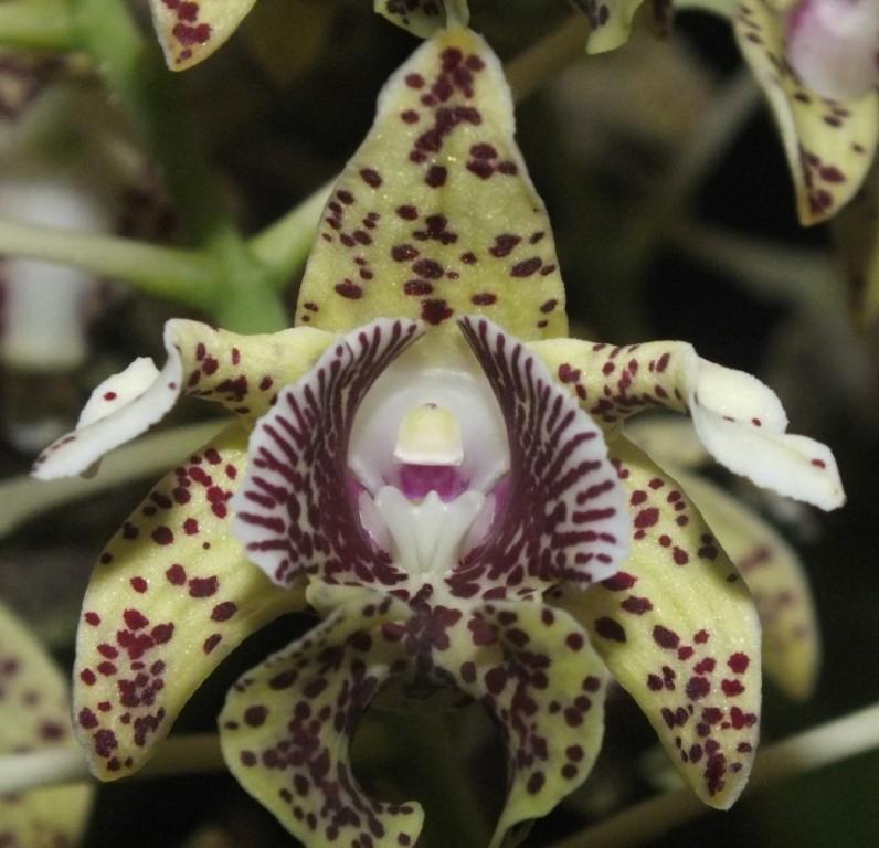 Dendrobium tapiniense