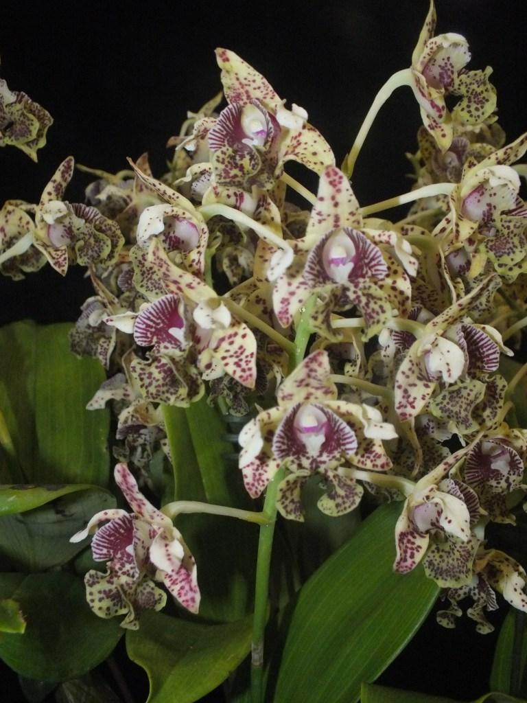 Dendrobium tapiniense - photo 2