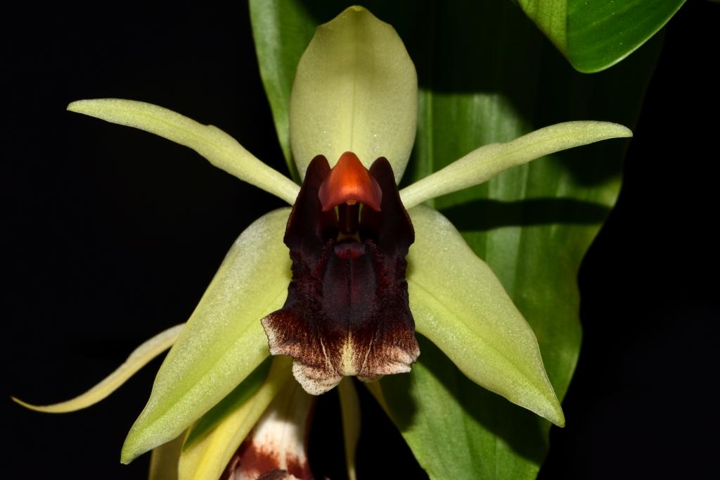 Coelogyne Bird In Flight