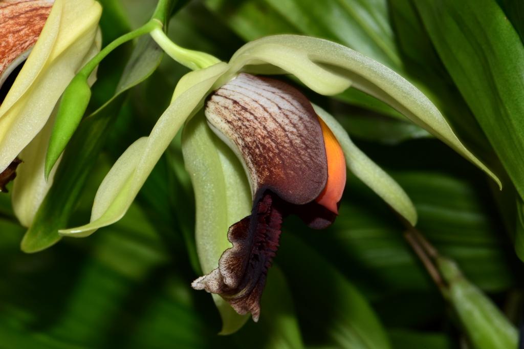 Coelogyne Bird In Flight - photo 2