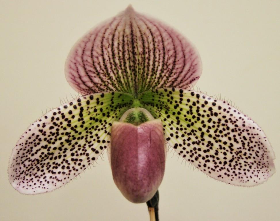 Paph Memoria Doris Behrendorff