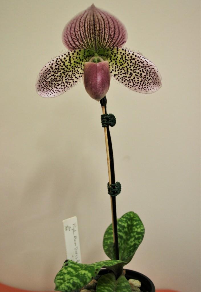 Paphiopedilum Memoria Doris Behrendorff - photo 2