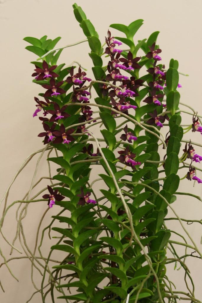 Trichoglottis atropurpurea