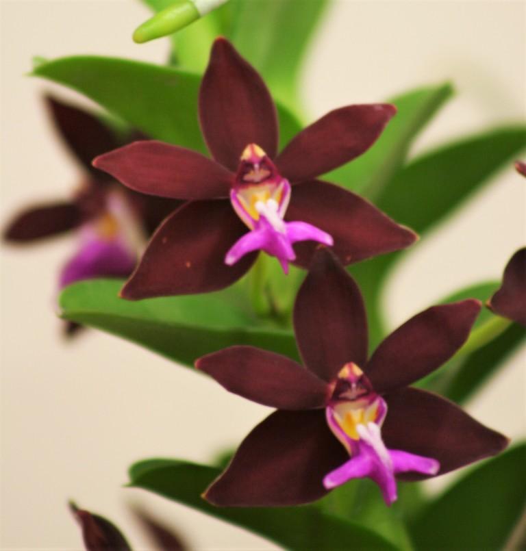 Trichoglottis atropurpurea - photo 2