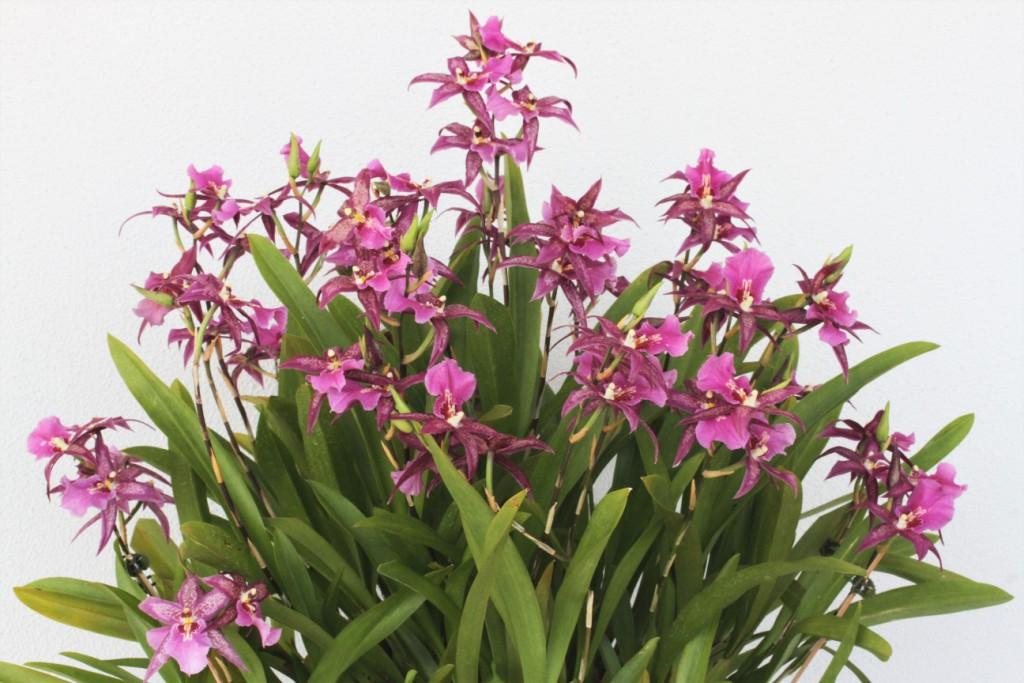 Aliceara Marfitch 'Howard's Dream'