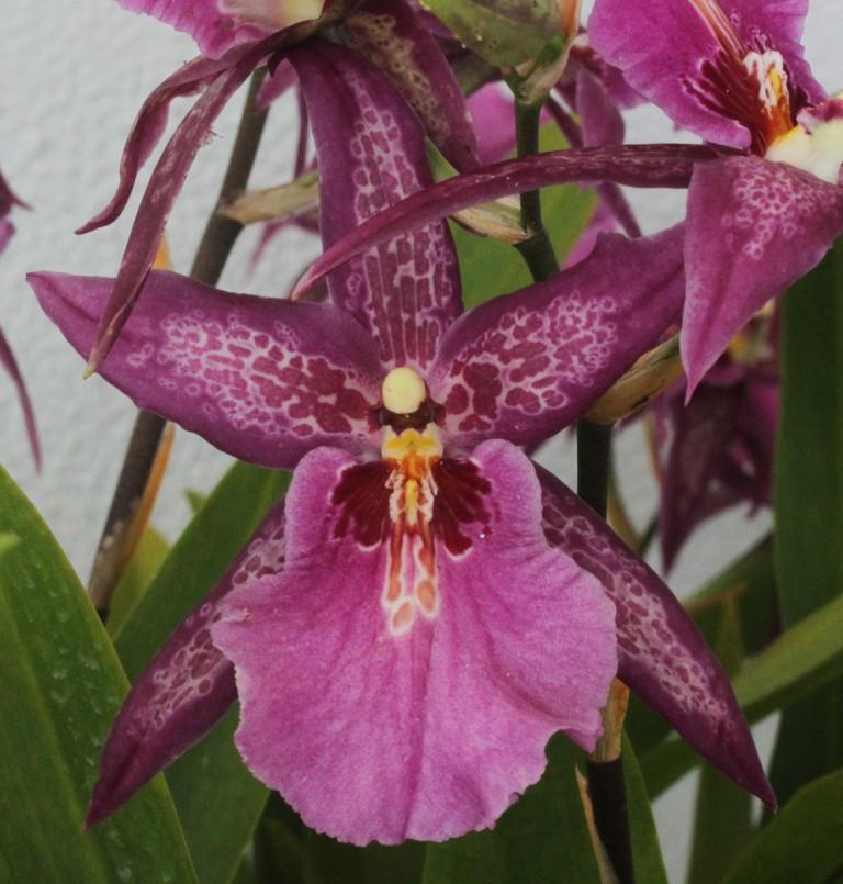 Aliceara Marfitch 'Howard's Dream' - photo 2